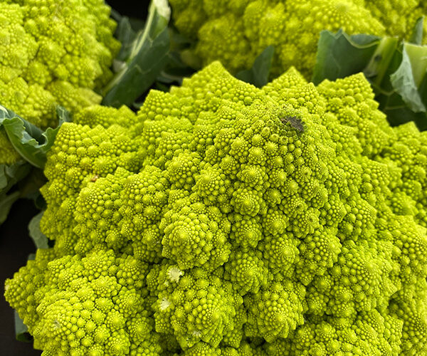 cavolfiore-romanesco cavolfiore-romanesco