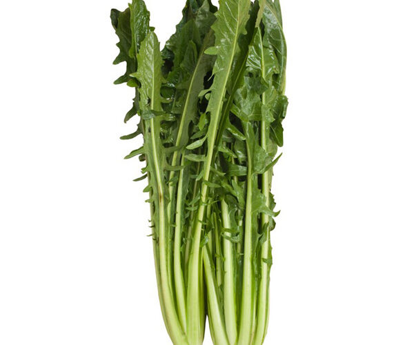 cicoria