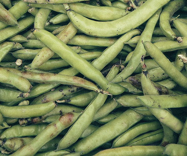 fava fava