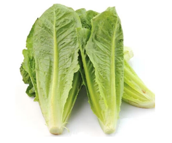 insalata-romana