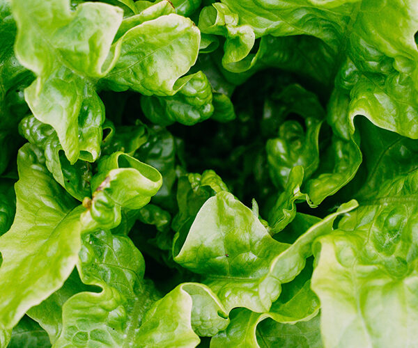 insalata-scarola insalata-scarola