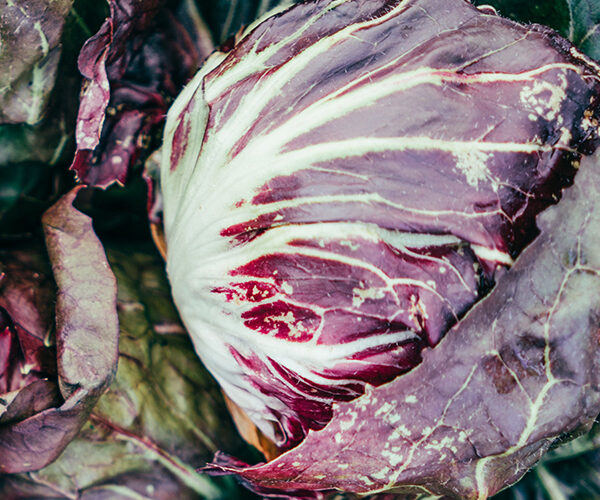 radicchio-tondo-chioggia radicchio-tondo-chioggia