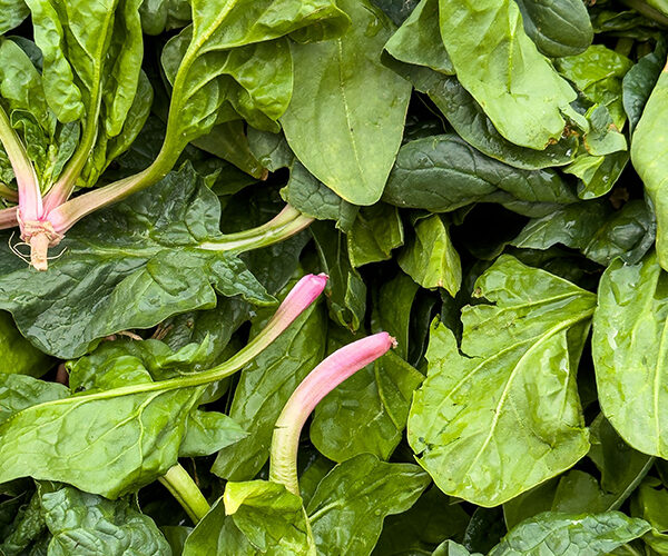 spinaci spinaci